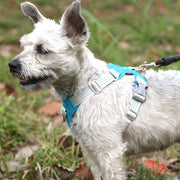 Adjustable Reflective Dog Chest Strap Harness - Preppypetslife