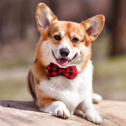 Bow Tie Plaid Dog Collar, Dog Bow Tie, Vaburs Dog Collar With Bow Tie, Buckle Light Plaid Dog Bow Tie - Preppypetslife